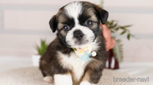 成約済の神奈川県のミックス犬-248034の1枚目