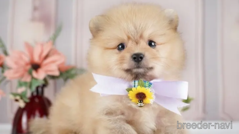 成約済の神奈川県のポメラニアン-254665