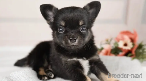 成約済の神奈川県のチワワ(ロングコート)-246787の1枚目