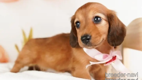 成約済の神奈川県のミニチュアダックスフンド(ロングヘアード)-253863の1枚目