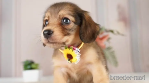 成約済の神奈川県のミニチュアダックスフンド(ロングヘアード)-249523の1枚目