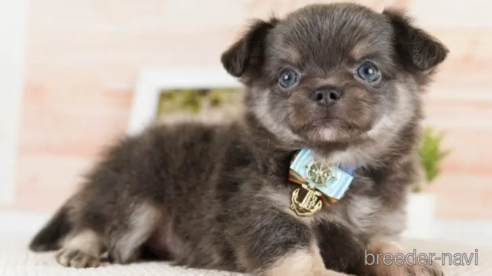 成約済の神奈川県のチワワ(ロングコート)-251151