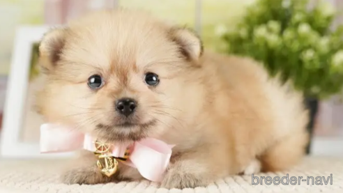 成約済の神奈川県のポメラニアン-254664の1枚目