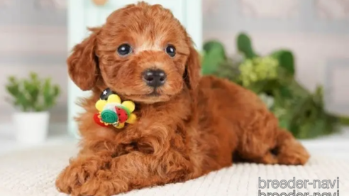 成約済の神奈川県のトイプードル-251157の1枚目