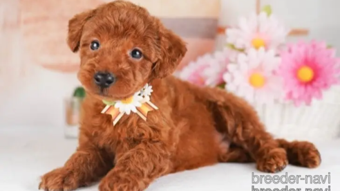 成約済の神奈川県のトイプードル-245544