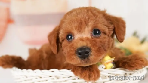 成約済の神奈川県のトイプードル-248047の1枚目