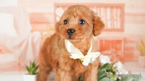 成約済の神奈川県のトイプードル-254289