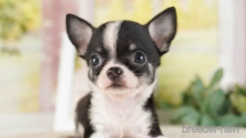 成約済の神奈川県のチワワ(ロングコート)-253861