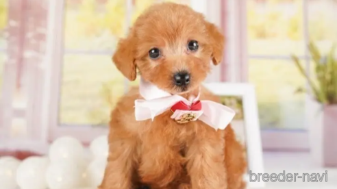 成約済の神奈川県のトイプードル-253856