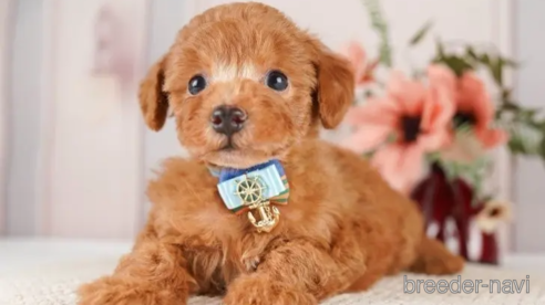 成約済の神奈川県のトイプードル-251148の1枚目