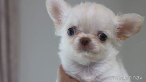 成約済の兵庫県のチワワ(ロングコート)-254384