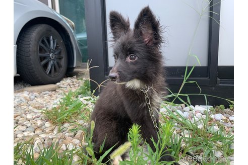 成約済の東京都のミックス犬-234757の8枚目