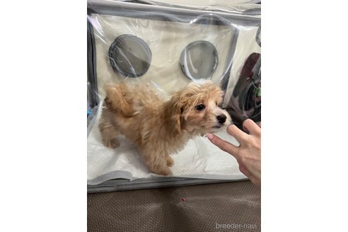 成約済の埼玉県のマルプー:マルチーズ×トイプードル-248268の21枚目
