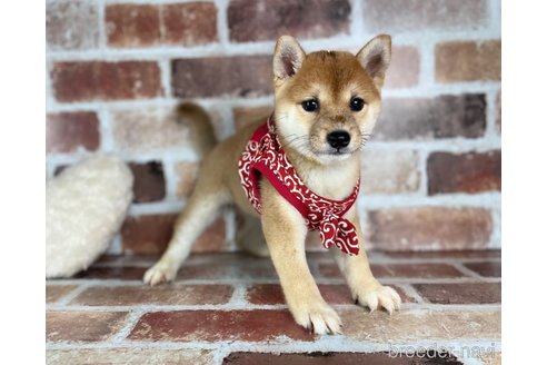 成約済の福岡県の豆柴-254584の2枚目