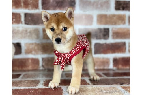 成約済の福岡県の豆柴-254584の3枚目