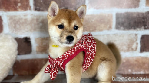 成約済の福岡県の豆柴-254584の1枚目