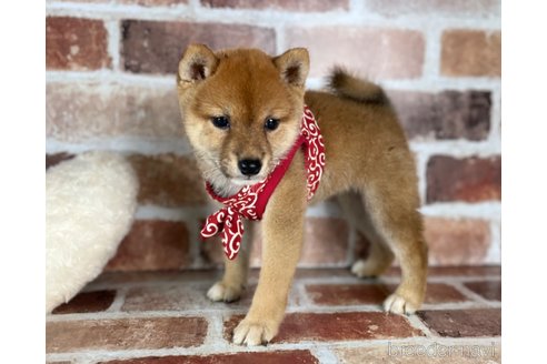 成約済の福岡県の豆柴-256646の10枚目