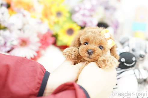 成約済の埼玉県のトイプードル-256699の4枚目