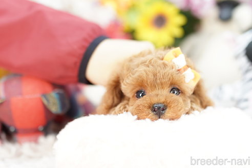 成約済の埼玉県のトイプードル-256699の3枚目