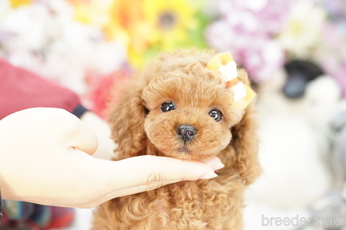 成約済の埼玉県のトイプードル-256699