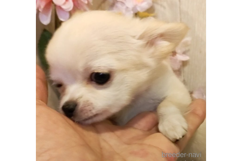 成約済の愛知県のチワワ(ロングコート)-256715の3枚目