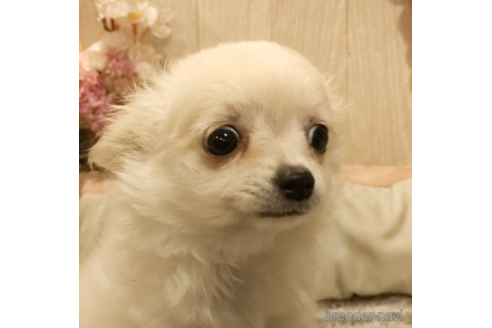 成約済の愛知県のチワワ(ロングコート)-256727の3枚目