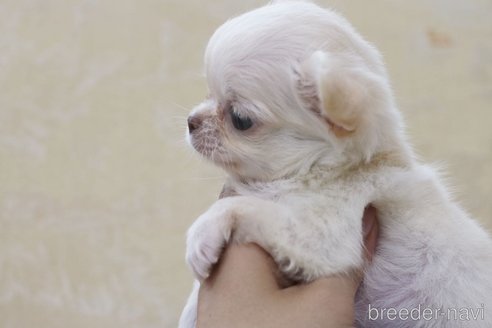 成約済の兵庫県のチワワ(ロングコート)-254384の2枚目