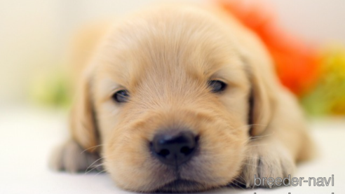 成約済の埼玉県のゴールデンレトリーバー-256794の1枚目