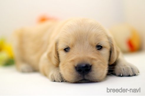 成約済の埼玉県のゴールデンレトリーバー-256794の4枚目