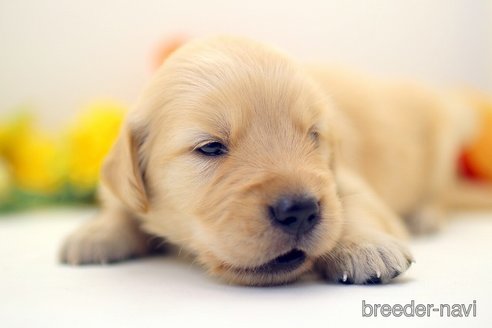 成約済の埼玉県のゴールデンレトリーバー-256794の3枚目