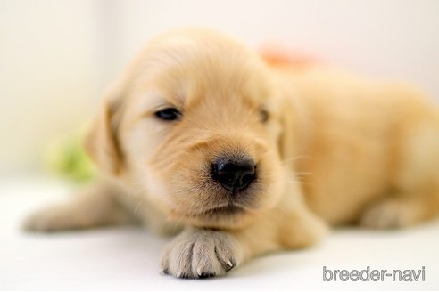 成約済の埼玉県のゴールデンレトリーバー-256794の2枚目