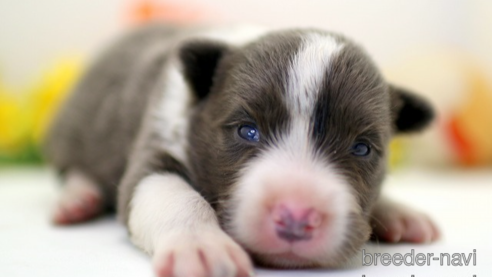 成約済の埼玉県のボーダーコリー-256795の1枚目