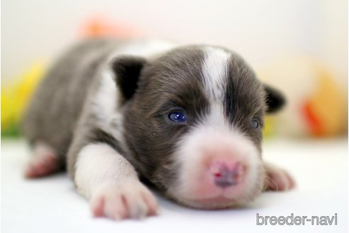 成約済の埼玉県のボーダーコリー-256795の5枚目