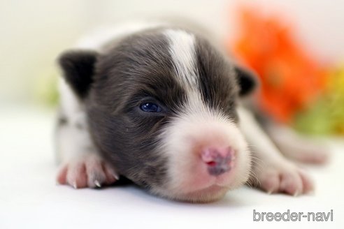 成約済の埼玉県のボーダーコリー-256795の4枚目