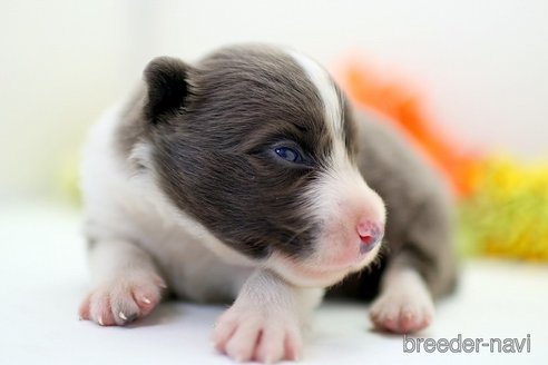 成約済の埼玉県のボーダーコリー-256795の3枚目