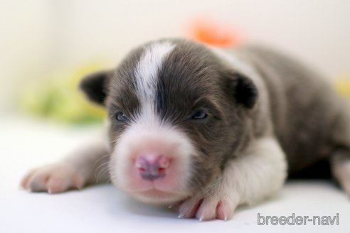 成約済の埼玉県のボーダーコリー-256795の2枚目