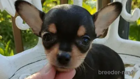 成約済の岐阜県のミックス犬-242417の2枚目