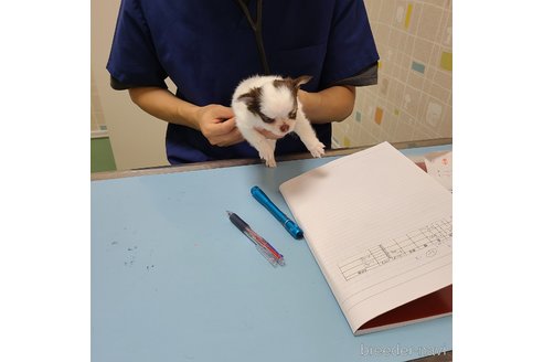 成約済の愛知県のチワワ(ロングコート)-254980の9枚目