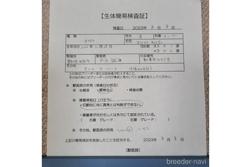 成約済の愛知県のチワワ(ロングコート)-254980の10枚目