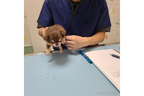 成約済の愛知県のチワワ(ロングコート)-254979の12枚目