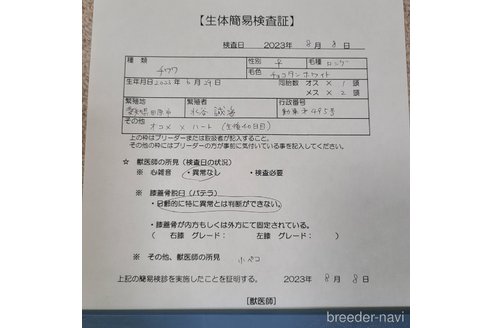 成約済の愛知県のチワワ(ロングコート)-254979の11枚目