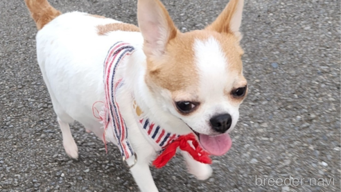 チェリちゃん1枚目