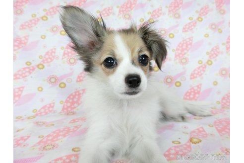 成約済の千葉県のミックス犬-247932の4枚目