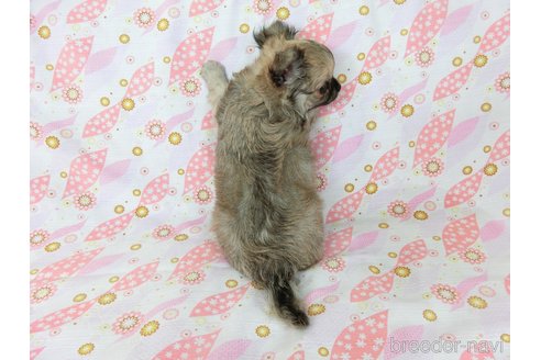 成約済の千葉県のチワワ(ロングコート)-254821の23枚目