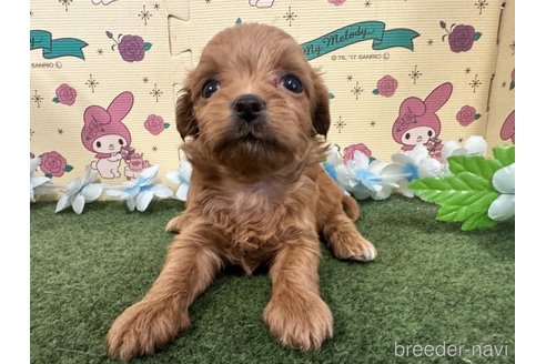 成約済の栃木県のチワプー:チワワ×トイプードル-256868の3枚目