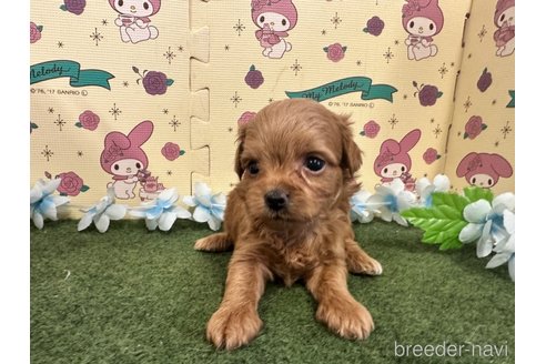 成約済の栃木県のチワプー:チワワ×トイプードル-256868の4枚目
