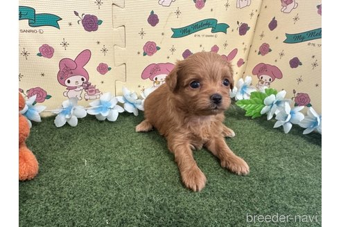 成約済の栃木県のチワプー:チワワ×トイプードル-256868の7枚目