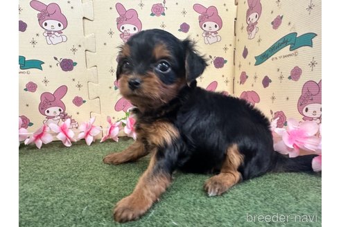 成約済の栃木県のチワプー:チワワ×トイプードル-256872の3枚目