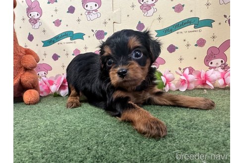 成約済の栃木県のチワプー:チワワ×トイプードル-256872の4枚目
