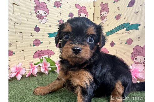 成約済の栃木県のチワプー:チワワ×トイプードル-256872の7枚目